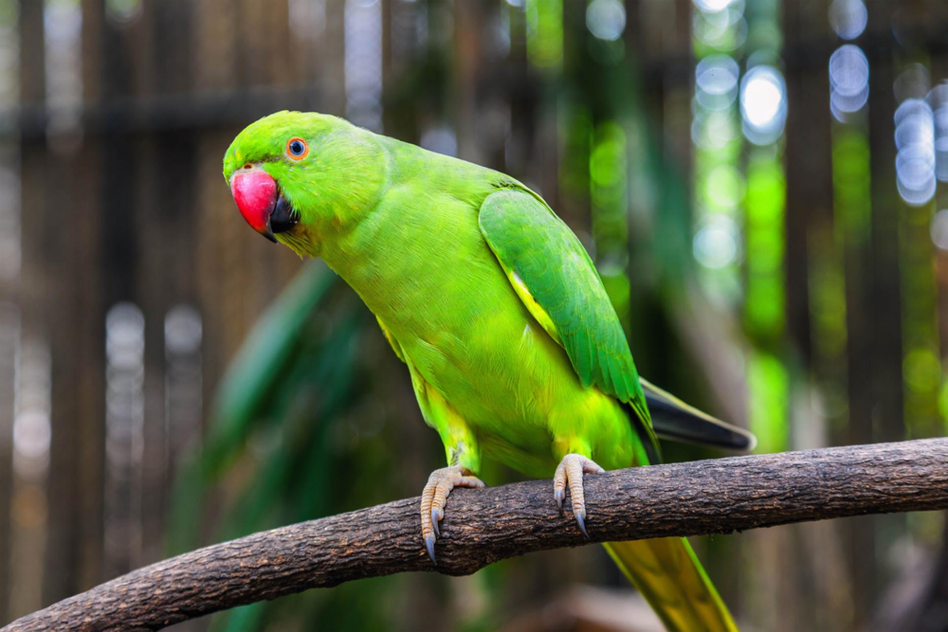 Výstava papoušků