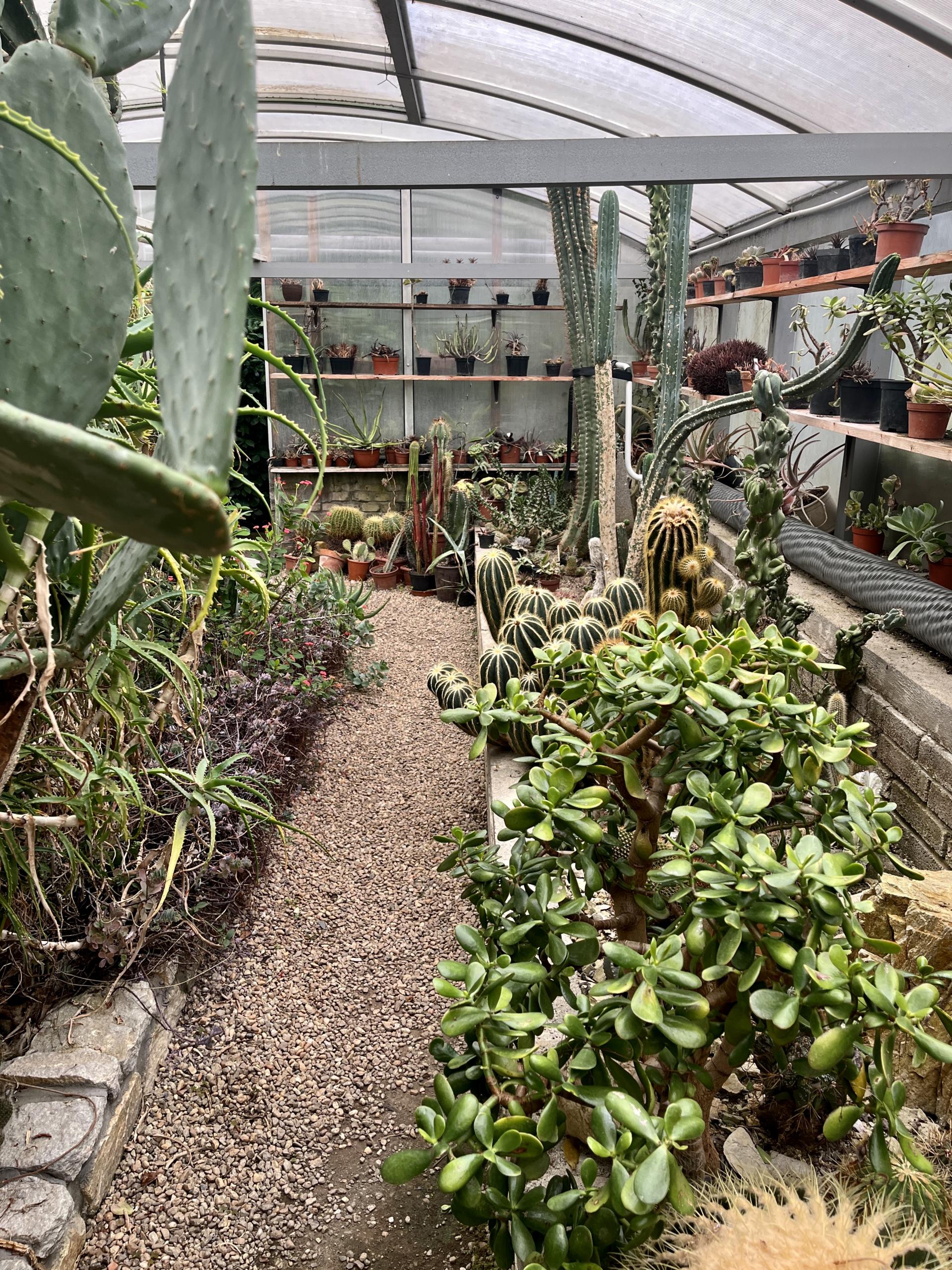 skleník kaktusy.jpg